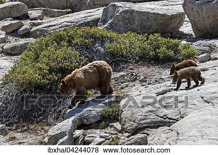 Brown bear (Ursus arctos), mother with two cubs walking over rocks, Sentinel Dome, Yosemite National Park, California, USA, North America View Large Photo Image Stock Photo - Brown bear (Ursus arctos), mother with two cubs walking over rocks, Sentinel Dome, Yosemite National Park, California, USA, North America. Fotosearch
