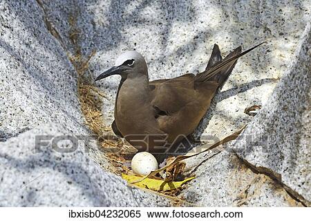 Stock Photography - Brown noddy (Anous stolidus), brooding an egg, Cousin island, Seychelles, Africa. Fotosearch