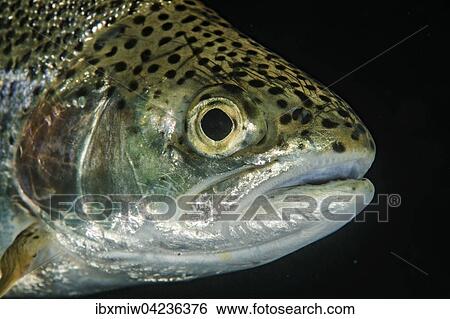 Brown trout (Salmo trutta fario), portrait, Grublsee, Styria, Austria, Europe View Large Photo Image Stock Photograph - Brown trout (Salmo trutta fario), portrait, Grublsee, Styria, Austria, Europe. Fotosearch