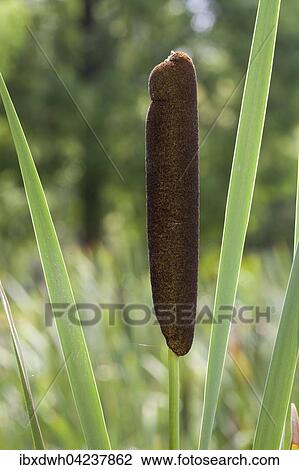 Bulrush (Typha sp. ), North Rhine-Westphalia, Germany, Europe View Large Photo Image Stock Image - Bulrush (Typha sp. ), North Rhine-Westphalia, Germany, Europe. Fotosearch