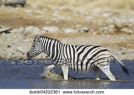 Burchell's zebra (Equus quagga burchellii) at waterhole, Etosha National Park, Namibia, Africa View Large Photo Image Stock Image - Burchell's zebra (Equus quagga burchellii) at waterhole, Etosha National Park, Namibia, Africa. Fotosearch