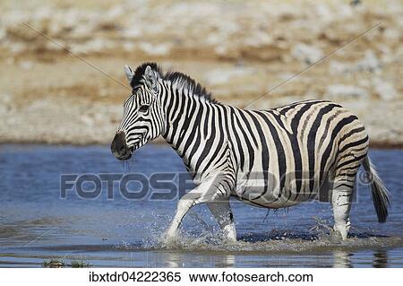 Burchell's zebra (Equus quagga burchellii) at waterhole, Etosha National Park, Namibia, Africa View Large Photo Image Stock Photography - Burchell's zebra (Equus quagga burchellii) at waterhole, Etosha National Park, Namibia, Africa. Fotosearch