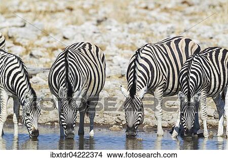 Burchell's zebras (Equus quagga burchellii) drinking at waterhole, Etosha National Park, Namibia, Africa View Large Photo Image Picture - Burchell's zebras (Equus quagga burchellii) drinking at waterhole, Etosha National Park, Namibia, Africa. Fotosearch