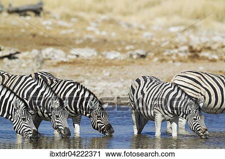 Stock Image - Burchell's zebras (Equus quagga burchellii) drinking at waterhole, Etosha National Park, Namibia, Africa. Fotosearch
