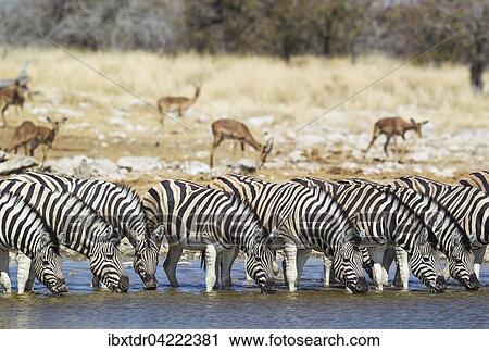 Burchell's zebras (Equus quagga burchellii) drinking at waterhole, grazing Black-faced Impalas (Aepyceros melampus petersi) behind, Etosha National Park, Namibia, Africa View Large Photo Image Stock Image - Burchell's zebras (Equus quagga burchellii) drinking at waterhole, grazing Black-faced Impalas (Aepyceros melampus petersi) behind, Etosha National Park, Namibia, Africa. Fotosearch