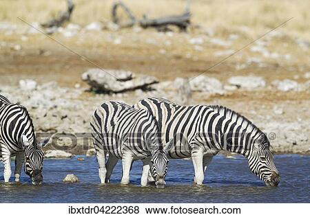 Burchell's zebras (Equus quagga burchellii) drinking at waterhole, Etosha National Park, Namibia, Africa View Large Photo Image Stock Photo - Burchell's zebras (Equus quagga burchellii) drinking at waterhole, Etosha National Park, Namibia, Africa. Fotosearch
