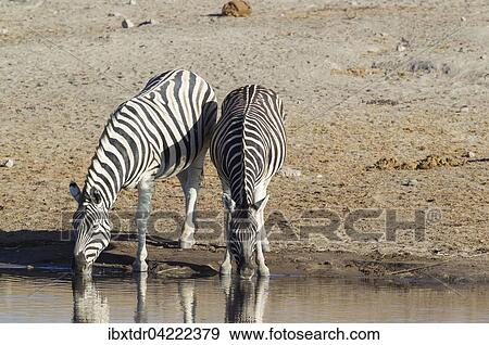 Burchell's zebras (Equus quagga burchellii) drinking at waterhole, Etosha National Park, Namibia, Africa View Large Photo Image Stock Photo - Burchell's zebras (Equus quagga burchellii) drinking at waterhole, Etosha National Park, Namibia, Africa. Fotosearch