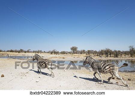 Burchell's zebras (Equus quagga burchellii) rushing towards waterhole, Etosha National Park, Namibia, Africa View Large Photo Image Stock Photo - Burchell's zebras (Equus quagga burchellii) rushing towards waterhole, Etosha National Park, Namibia, Africa. Fotosearch