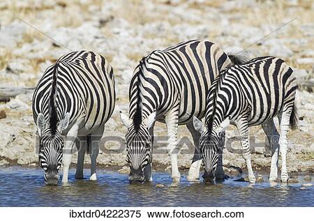Stock Photography - Burchell's zebras (Equus quagga burchellii) drinking at waterhole, Etosha National Park, Namibia, Africa. Fotosearch
