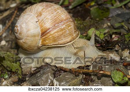 Burgundy snail, also Roman snail or edible snail (Helix pomatia), Bavaria, Germany, Europe View Large Photo Image Stock Photography - Burgundy snail, also Roman snail or edible snail (Helix pomatia), Bavaria, Germany, Europe. Fotosearch