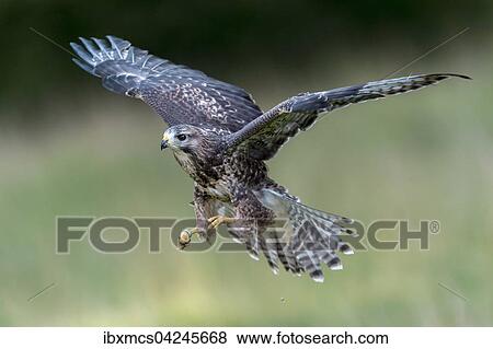 Buzzard (Buteo buteo), captive, in flight, Vulkaneifel, Germany, Europe View Large Photo Image Stock Photo - Buzzard (Buteo buteo), captive, in flight, Vulkaneifel, Germany, Europe. Fotosearch
