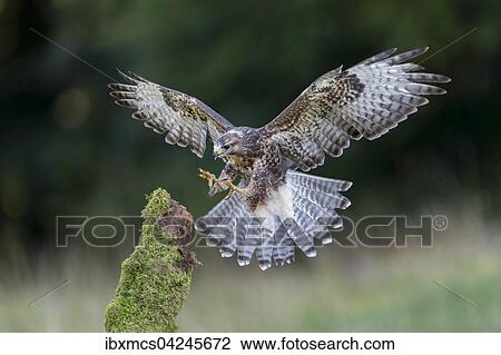 Stock Image - Buzzard (Buteo buteo), captive, approaching a post, Vulkaneifel, Germany, Europe. Fotosearch