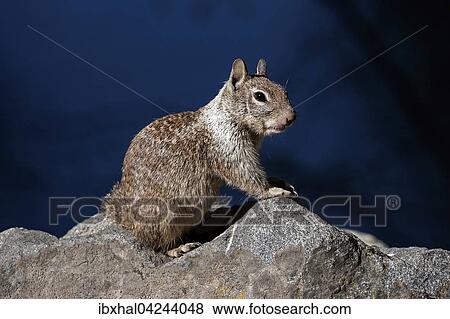 Californian ground squirrel (Citellus beecheyi), Yosemite National Park, California, USA, North America View Large Photo Image Stock Photo - Californian ground squirrel (Citellus beecheyi), Yosemite National Park, California, USA, North America. Fotosearch