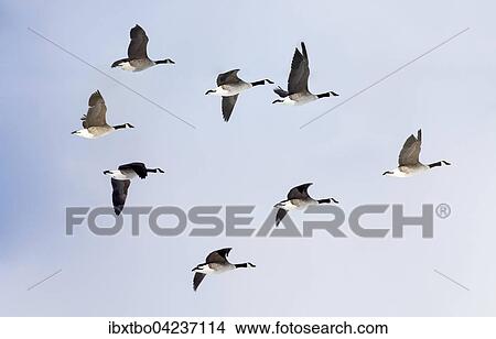 Canada geese (Branta canadensis) in flight, migratory birds, blue sky, Jasmund, Rugen, Mecklenburg-Western Pomerania, Germany, Europe View Large Photo Image Picture - Canada geese (Branta canadensis) in flight, migratory birds, blue sky, Jasmund, Rugen, Mecklenburg-Western Pomerania, Germany, Europe. Fotosearch
