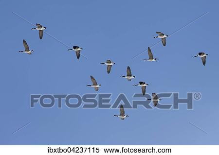 Canada geese (Branta canadensis) in flight, migratory birds, blue sky, Jasmund, Rugen, Mecklenburg-Western Pomerania, Germany, Europe View Large Photo Image Stock Photography - Canada geese (Branta canadensis) in flight, migratory birds, blue sky, Jasmund, Rugen, Mecklenburg-Western Pomerania, Germany, Europe. Fotosearch