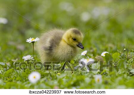 Canada goose chick (Branta canadensis), Bavaria, Germany, Europe View Large Photo Image Stock Photo - Canada goose chick (Branta canadensis), Bavaria, Germany, Europe. Fotosearch