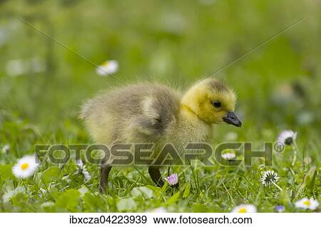 Canada goose chick (Branta canadensis), Bavaria, Germany, Europe View Large Photo Image Stock Photo - Canada goose chick (Branta canadensis), Bavaria, Germany, Europe. Fotosearch