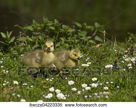 Canada goose chicks (Branta canadensis), Bavaria, Germany, Europe View Large Photo Image Stock Photography - Canada goose chicks (Branta canadensis), Bavaria, Germany, Europe. Fotosearch