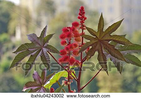 Castor oil plant (Ricinus communis) View Large Photo Image Stock Image - Castor oil plant (Ricinus communis). Fotosearch