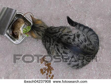 Cat sitting in front of dead mouse, cat food, Germany, Europe View Large Photo Image Stock Photo - Cat sitting in front of dead mouse, cat food, Germany, Europe. Fotosearch