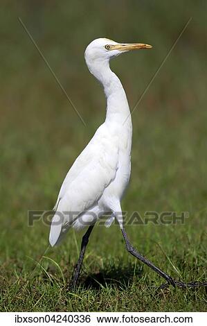 Stock Photograph - Cattle egret (Bubulcus ibis), adult, standing in the meadow, Bundala National Park, Sri Lanka, Asia. Fotosearch