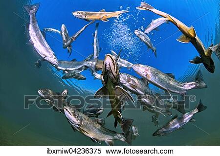 Char (Salvelinus) and brown trout (Salmo trutta fario), fish, Grublsee, Styria, Austria, Europe View Large Photo Image Stock Photography - Char (Salvelinus) and brown trout (Salmo trutta fario), fish, Grublsee, Styria, Austria, Europe. Fotosearch