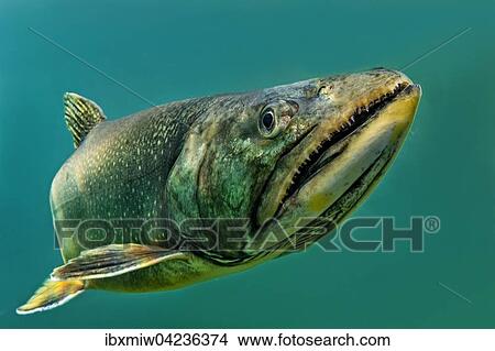 Char (Salvelinus), fish, Grublsee, Styria, Austria, Europe View Large Photo Image Picture - Char (Salvelinus), fish, Grublsee, Styria, Austria, Europe. Fotosearch