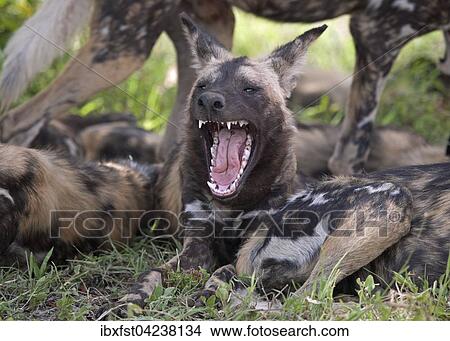 Chien Sauvage Africain Ou Africaine Peint Chien Lycaon Pictus Bâiller Kruger Parc National Afrique Sud Afrique Image