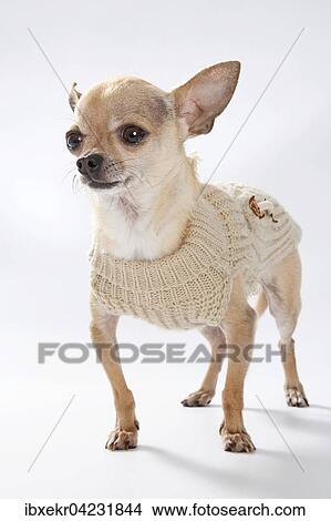 Chihuahua, full length with knit dress View Large Photo Image Picture - Chihuahua, full length with knit dress. Fotosearch