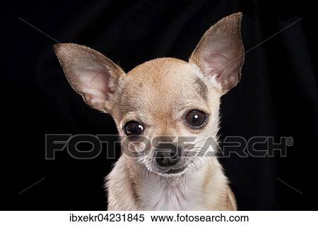 Chihuahua, portrait View Large Photo Image Stock Photography - Chihuahua, portrait. Fotosearch