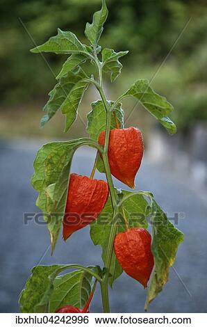Stock Photograph - Chinese lantern (Physalis alkekengi) with seed pods, Abtsgmund, Baden-Wurttemberg, Germany, Europe. Fotosearch