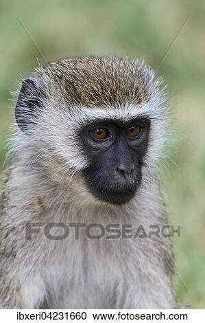 Chlorocebus monkey (Chlorocebus sp. ), portrait, Samburu National Reserve, Kenya, Africa View Large Photo Image Stock Image - Chlorocebus monkey (Chlorocebus sp. ), portrait, Samburu National Reserve, Kenya, Africa. Fotosearch
