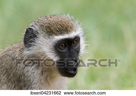Chlorocebus monkey (Chlorocebus sp. ), portrait, Samburu National Reserve, Kenya, Africa View Large Photo Image Stock Image - Chlorocebus monkey (Chlorocebus sp. ), portrait, Samburu National Reserve, Kenya, Africa. Fotosearch