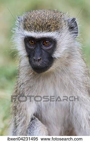 Chlorocebus monkey (Chlorocebus sp. ), portrait, Samburu National Reserve, Kenya, Africa View Large Photo Image Stock Photography - Chlorocebus monkey (Chlorocebus sp. ), portrait, Samburu National Reserve, Kenya, Africa. Fotosearch