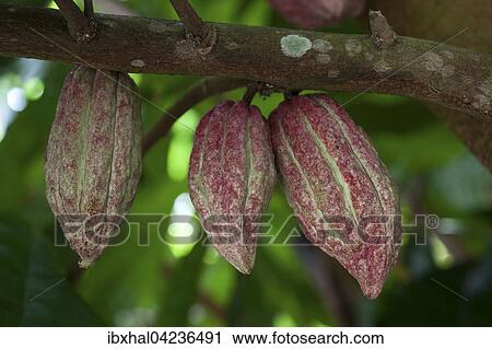 Cocoa (Theobroma cacao) fruit, Le Jardin du Roi, Mahe Island, Seychelles, Africa View Large Photo Image Stock Image - Cocoa (Theobroma cacao) fruit, Le Jardin du Roi, Mahe Island, Seychelles, Africa. Fotosearch