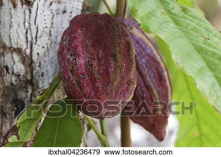 Cocoa (Theobroma cacao) fruit, Le Jardin du Roi, Mahe Island, Seychelles, Africa View Large Photo Image Stock Photo - Cocoa (Theobroma cacao) fruit, Le Jardin du Roi, Mahe Island, Seychelles, Africa. Fotosearch