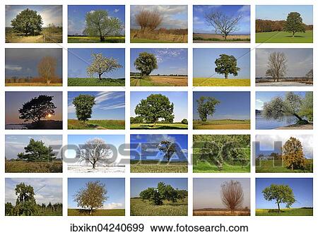 Stock Photo - Collage, various trees in different seasons. Fotosearch