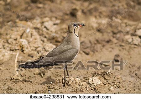 Collared Pratincole (Glareola pratincola), Djoudj National Park, Senegal, Africa View Large Photo Image Stock Image - Collared Pratincole (Glareola pratincola), Djoudj National Park, Senegal, Africa. Fotosearch