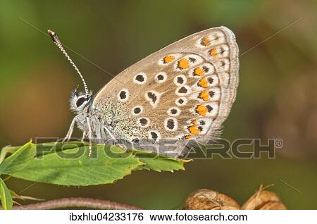 Common blue (Polyommatus icarus) female sitting on leaf, Baden-Wurttemberg, Germany, Europe View Large Photo Image Stock Photograph - Common blue (Polyommatus icarus) female sitting on leaf, Baden-Wurttemberg, Germany, Europe. Fotosearch
