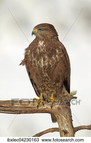 Common buzzard (Buteo buteo), Austria, Tyrol, Europe View Large Photo Image Stock Image - Common buzzard (Buteo buteo), Austria, Tyrol, Europe. Fotosearch