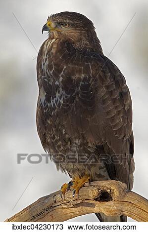 Common buzzard (Buteo buteo), Austria, Tyrol, Europe View Large Photo Image Stock Image - Common buzzard (Buteo buteo), Austria, Tyrol, Europe. Fotosearch