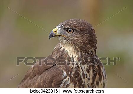 Common buzzard (Buteo buteo), portrait, Austria, Tyrol, Europe View Large Photo Image Stock Image - Common buzzard (Buteo buteo), portrait, Austria, Tyrol, Europe. Fotosearch