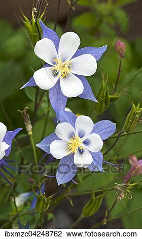Common columbine (Aquilegia vulgaris), Tyrol, Austria, Europe View Large Photo Image Stock Image - Common columbine (Aquilegia vulgaris), Tyrol, Austria, Europe. Fotosearch