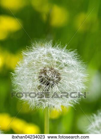 Common dandelion (Taraxacum sect. Ruderalia), Styria, Austria, Europe View Large Photo Image Stock Image - Common dandelion (Taraxacum sect. Ruderalia), Styria, Austria, Europe. Fotosearch