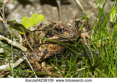 Common frog (Rana temporaria) in between blades of grass, Bavaria, Germany, Europe View Large Photo Image Stock Photo - Common frog (Rana temporaria) in between blades of grass, Bavaria, Germany, Europe. Fotosearch