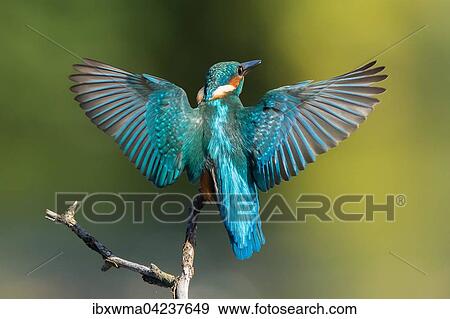 Common kingfisher (Alcedo atthis), approaching a branch, wings spread, Hesse, Germany, Europe View Large Photo Image Stock Photo - Common kingfisher (Alcedo atthis), approaching a branch, wings spread, Hesse, Germany, Europe. Fotosearch