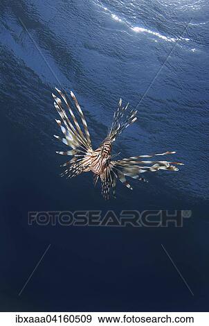Common Lionfish or Devil Firefish (Pterois miles), Red Sea, Marsa Alam, Abu Dabab, Egypt, Africa View Large Photo Image Stock Photo - Common Lionfish or Devil Firefish (Pterois miles), Red Sea, Marsa Alam, Abu Dabab, Egypt, Africa. Fotosearch