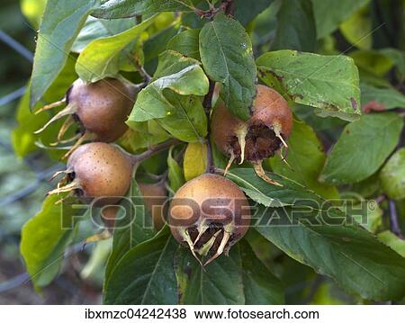Common medlar with fruits (Mespilus germanica), Bavaria, Germany, Europe View Large Photo Image Stock Photo - Common medlar with fruits (Mespilus germanica), Bavaria, Germany, Europe. Fotosearch
