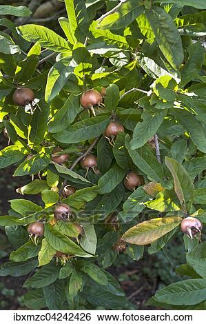 Common medlar with fruits (Mespilus germanica), Bavaria, Germany, Europe View Large Photo Image Stock Photograph - Common medlar with fruits (Mespilus germanica), Bavaria, Germany, Europe. Fotosearch