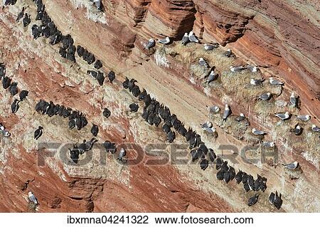 Common murres, also common guillemots or thin-billed murres (Uria aalge) and black-legged kittiwakes (Rissa tridactyla) on red rock cliff, Heligoland, Schleswig-Holstein, Germany, Europe View Large Photo Image Stock Image - Common murres, also common guillemots or thin-billed murres (Uria aalge) and black-legged kittiwakes (Rissa tridactyla) on red rock cliff, Heligoland, Schleswig-Holstein, Germany, Europe. Fotosearch